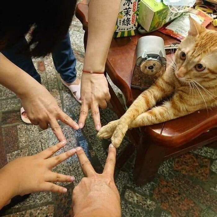 تغذية القطط